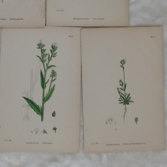 Vintage 1870 Botanical Prints Collectible - Picture 13 of 14